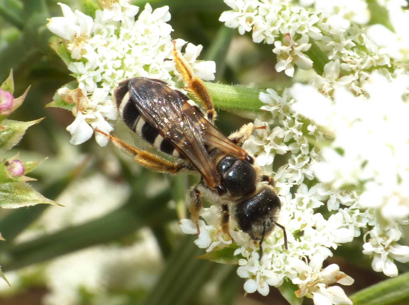 Grosso Apidae Halictinae: Halictus sp.